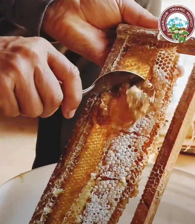 Honey Harvesting Training