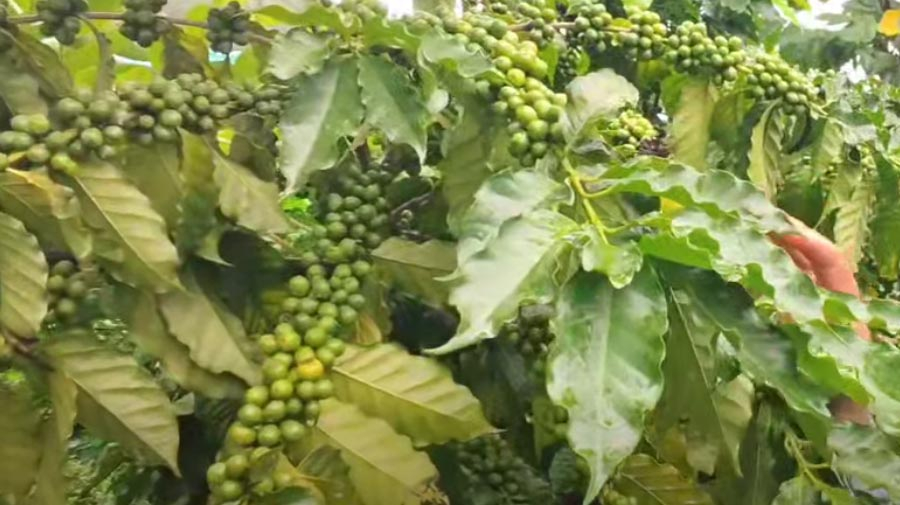 Yellow Cotura Coffee