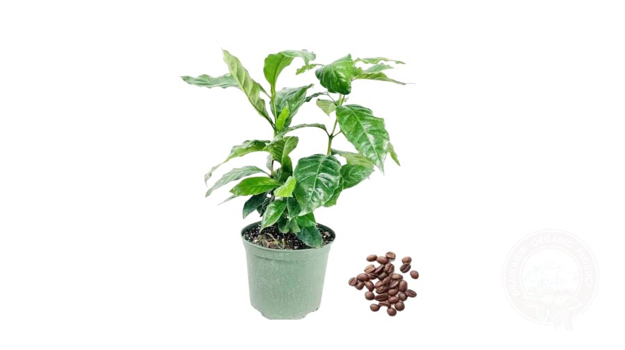 Coffee Seedling