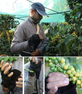 Coffee Plucking Tool